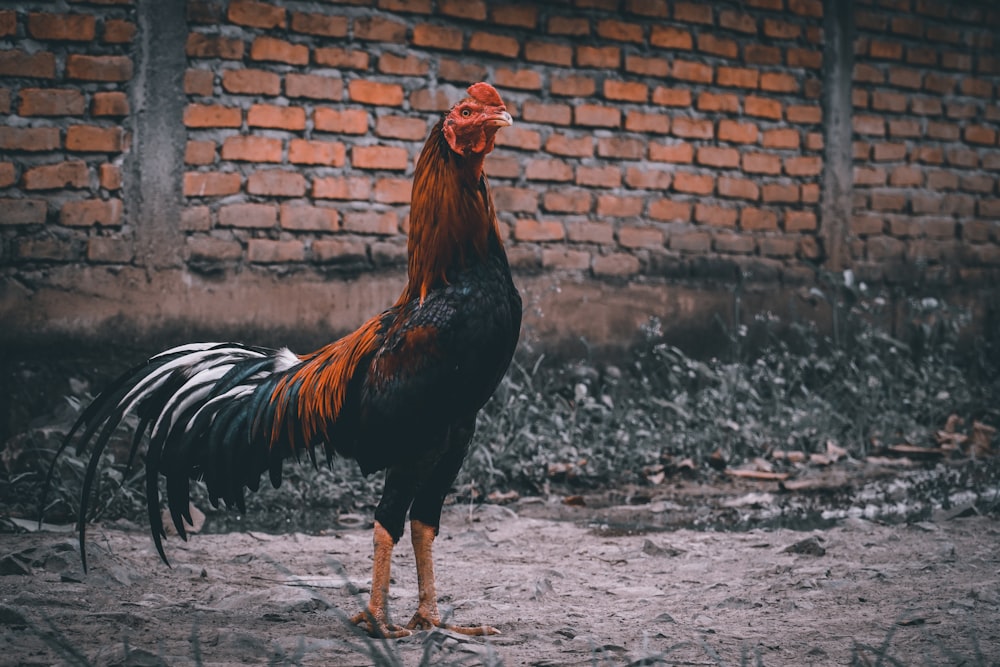 brown and black rooster walking on gray sand during daytime