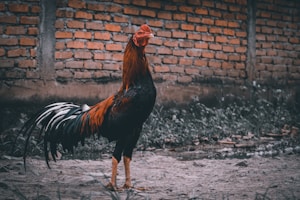 brown and black rooster walking on gray sand during daytime