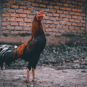 brown and black rooster walking on gray sand during daytime