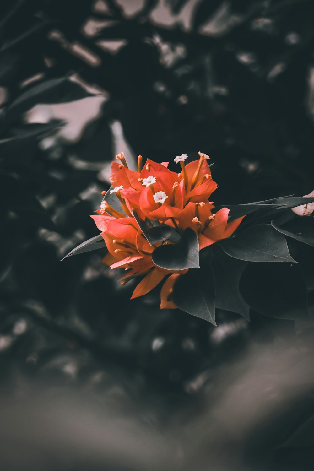 orange flower in tilt shift lens