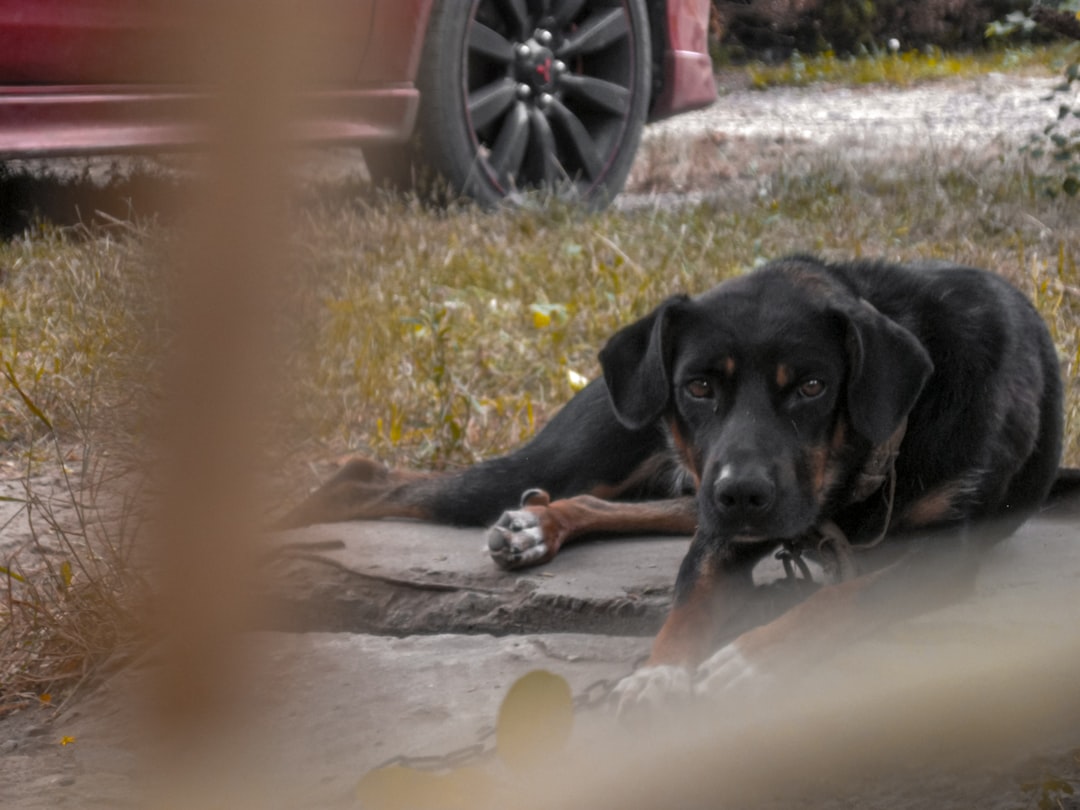 black and brown short coated dog lying on ground
