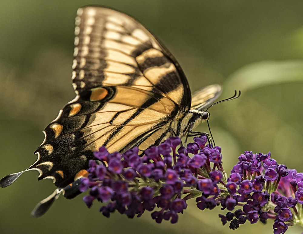 monarch butterfly perched on purple flower in close up photography during daytime