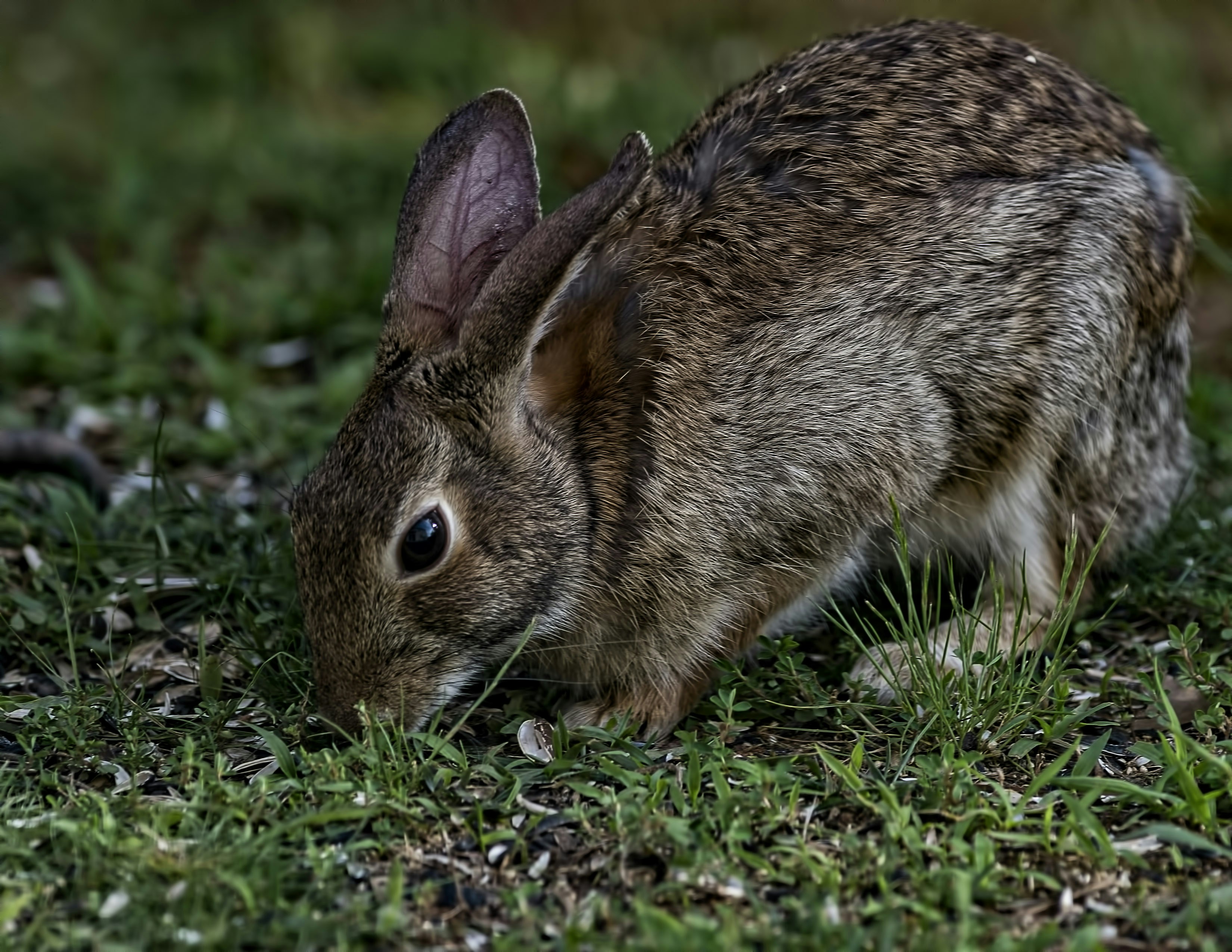昼間の緑の芝生の上の茶色のウサギ