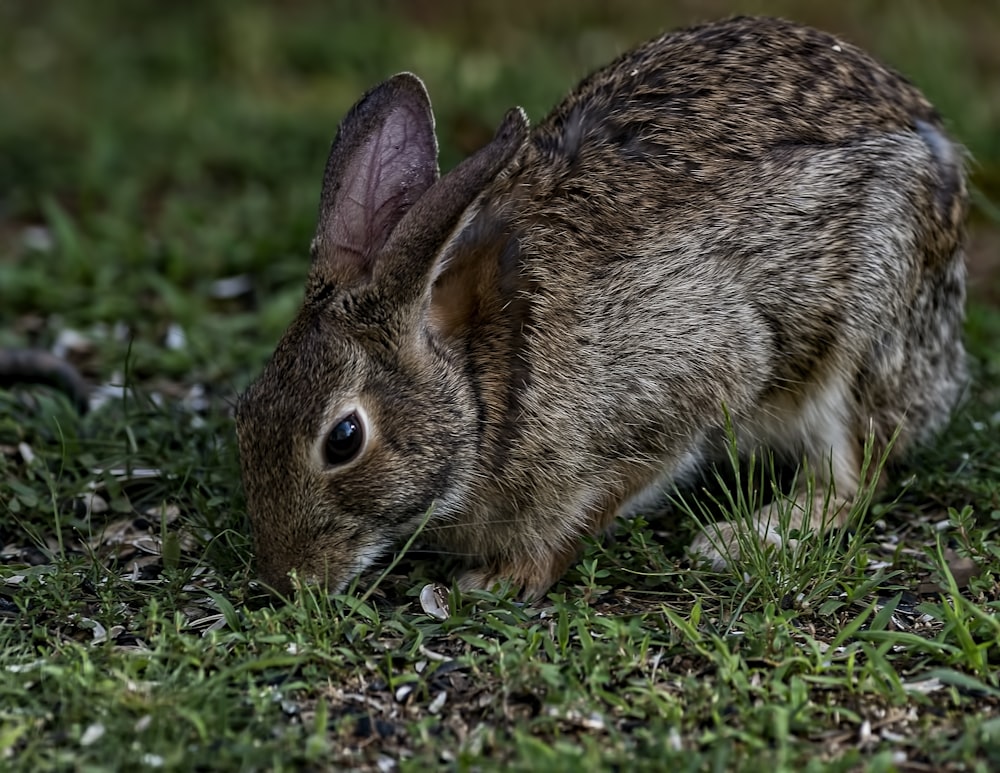 brown rabbit on green grass during daytime