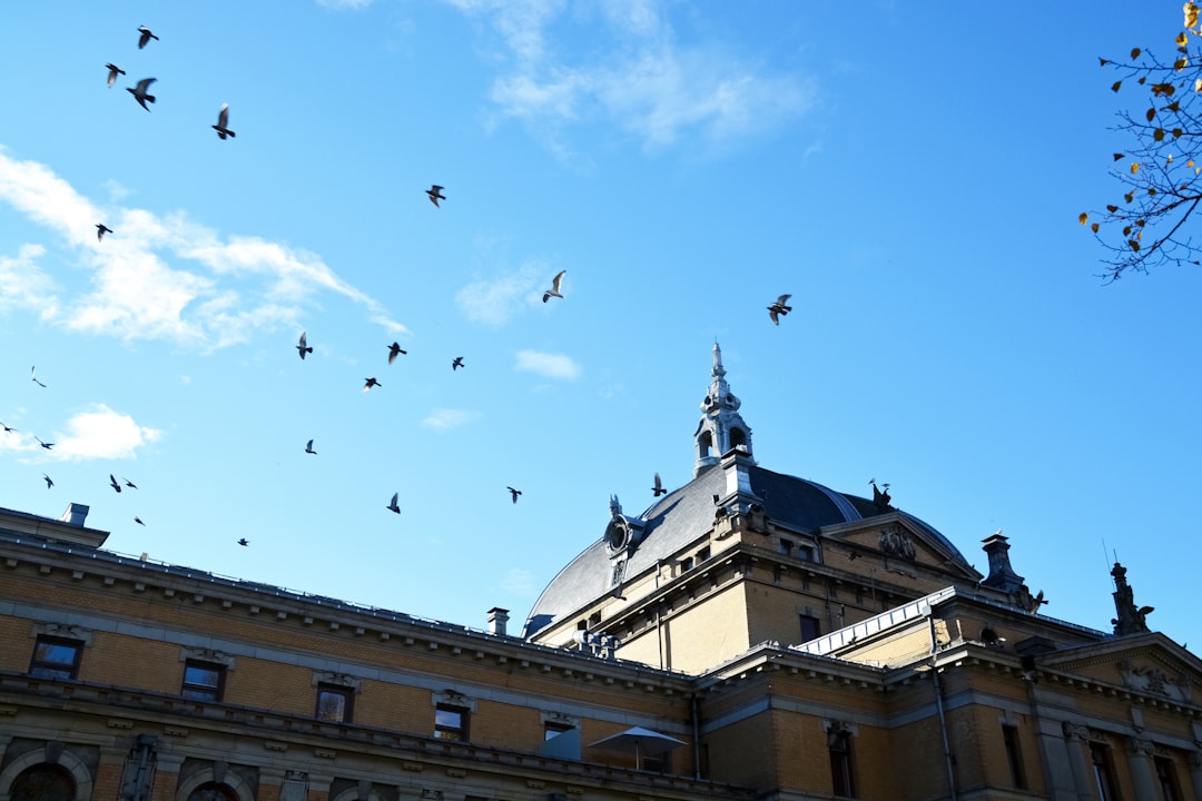 flock of birds flying over the building during daytime