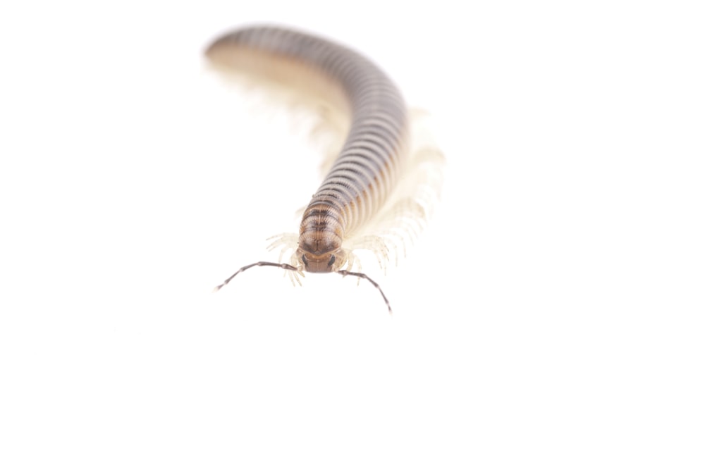 black and white caterpillar on white background