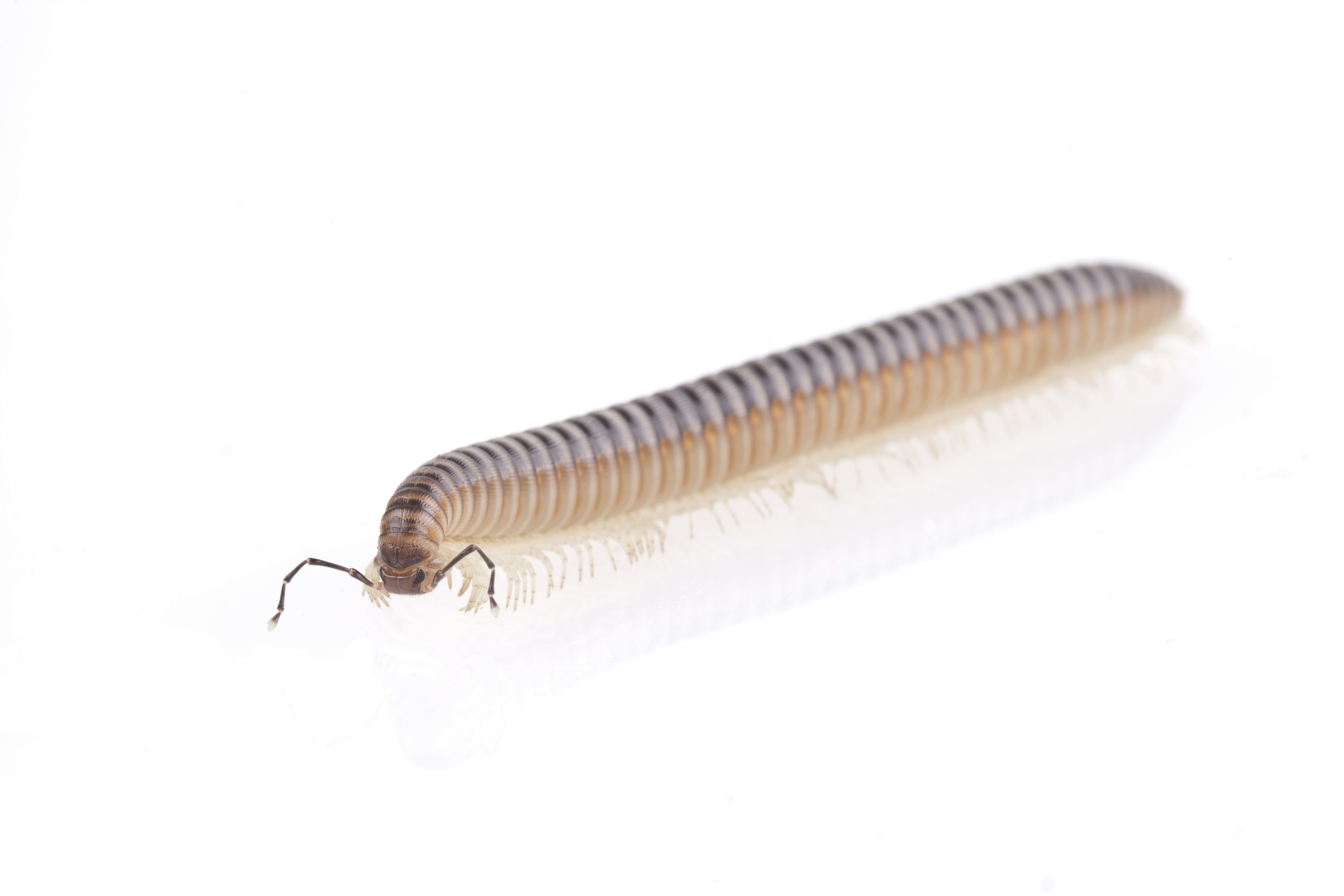 What Do Baby Salamanders Eat? Feeding Nature