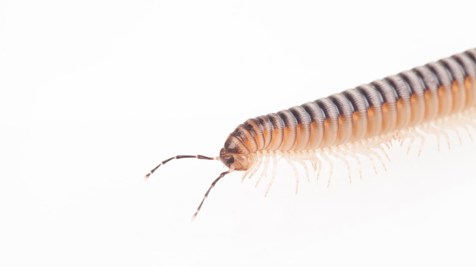 Pest Infestation: Identifying Common Culprits and Effective Control Measures for Saving Your Shrubs
