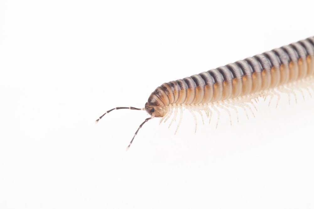 brown and black caterpillar on white background