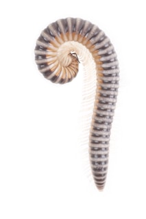 A close-up view of a curled millipede displaying its segmented body. The body has alternating dark and light bands and is positioned on a plain white background.