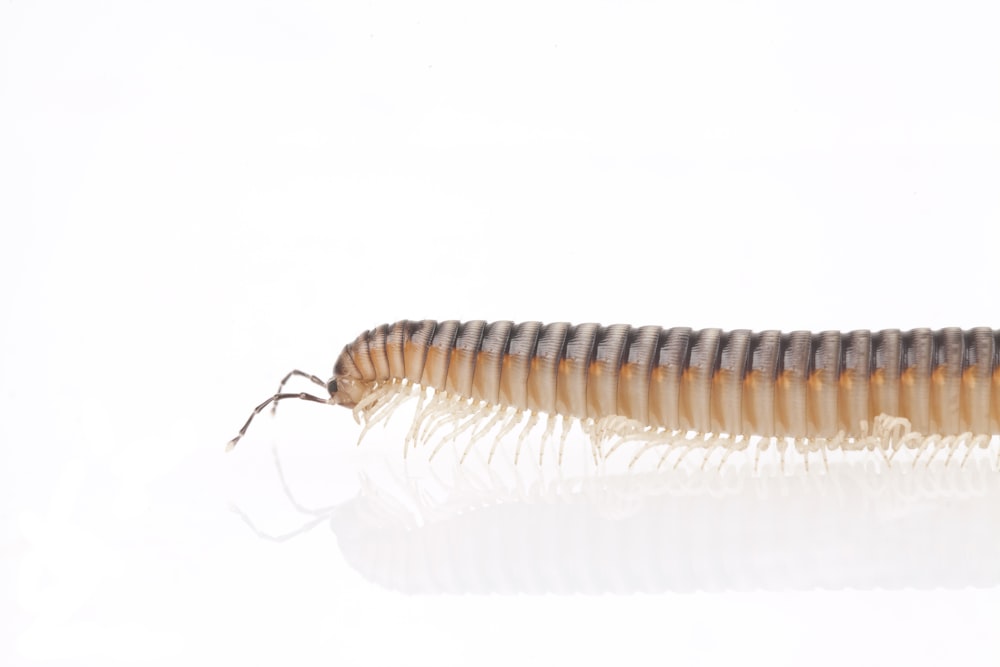 brown and white hair on white background