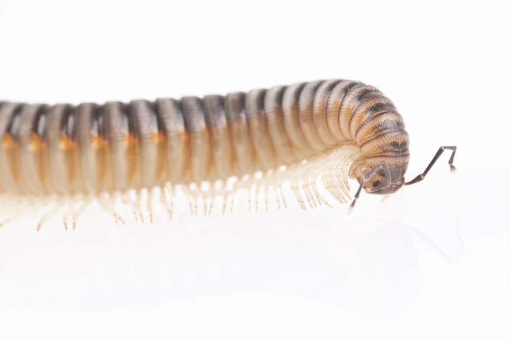 brown and black caterpillar on white background