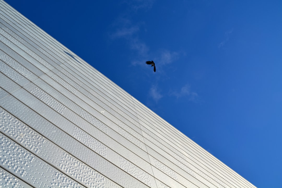 black bird flying over the building during daytime