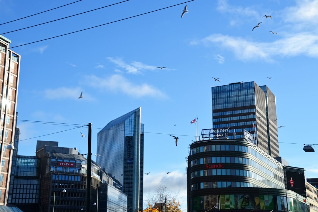 flock of birds flying over the city buildings during daytime