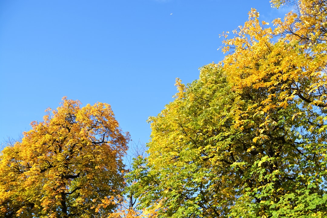 green and yellow leaf trees under blue sky during daytime