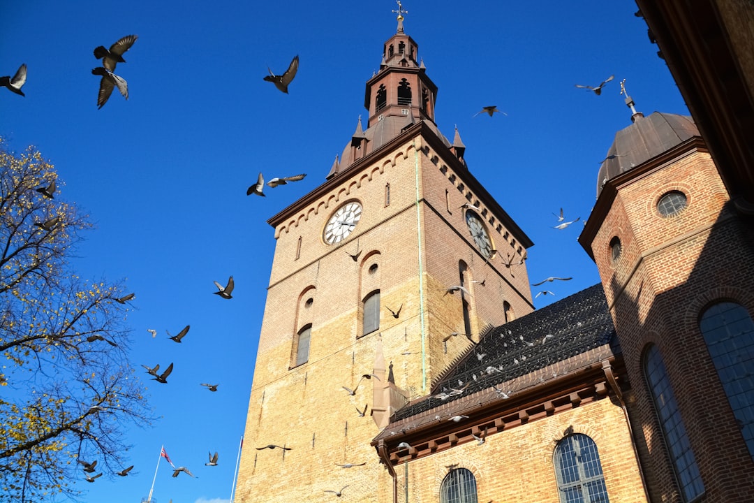 birds flying over brown concrete church during daytime