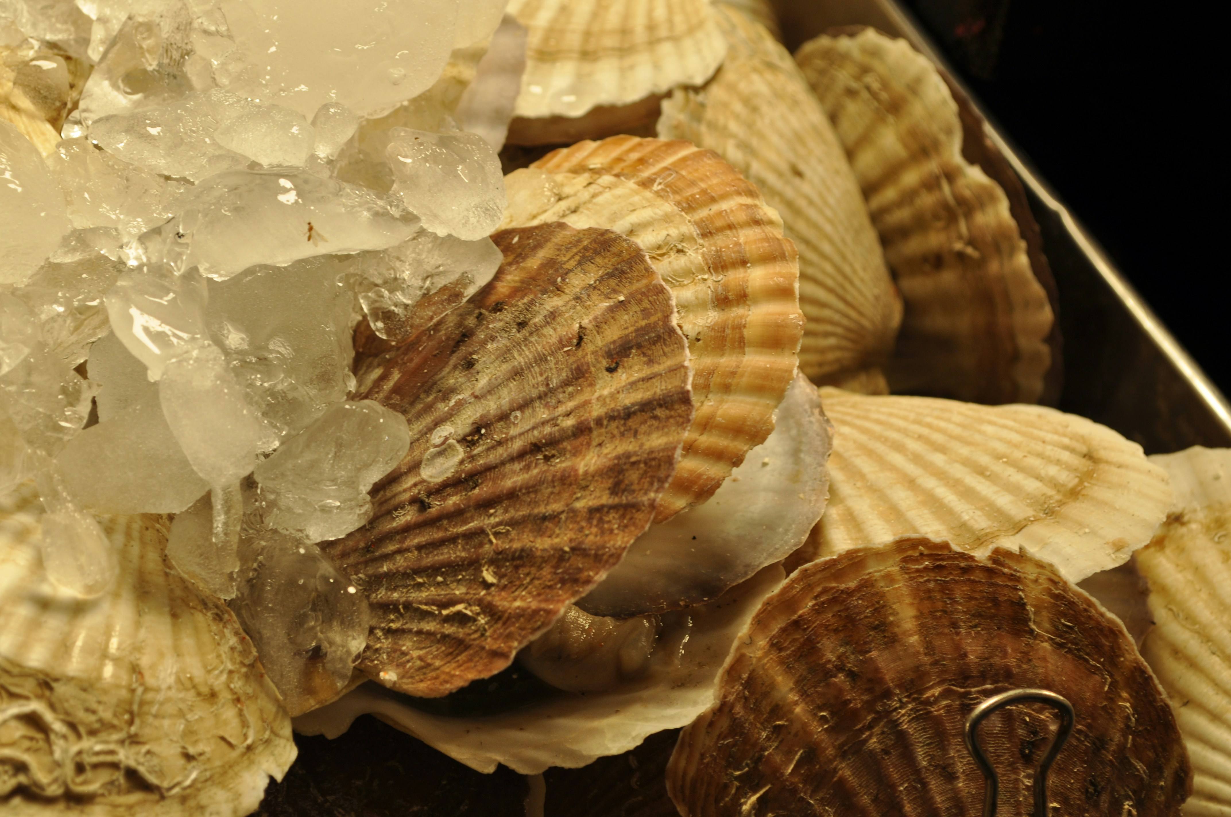 Photo by gekkeitaliana