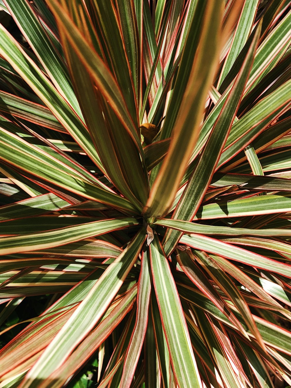 green and brown plant leaves