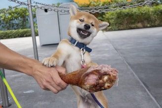 A Tosa Inu dog sitting beside a beautifully arranged steak plate with bonsai trees in the background.