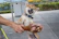 A joyful Shiba Inu puppy playing in a sunny garden with a happy family in the background.