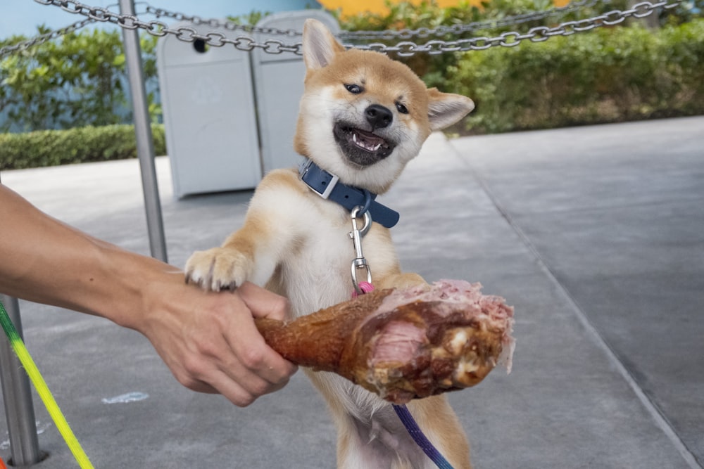 person holding brown short coated dog