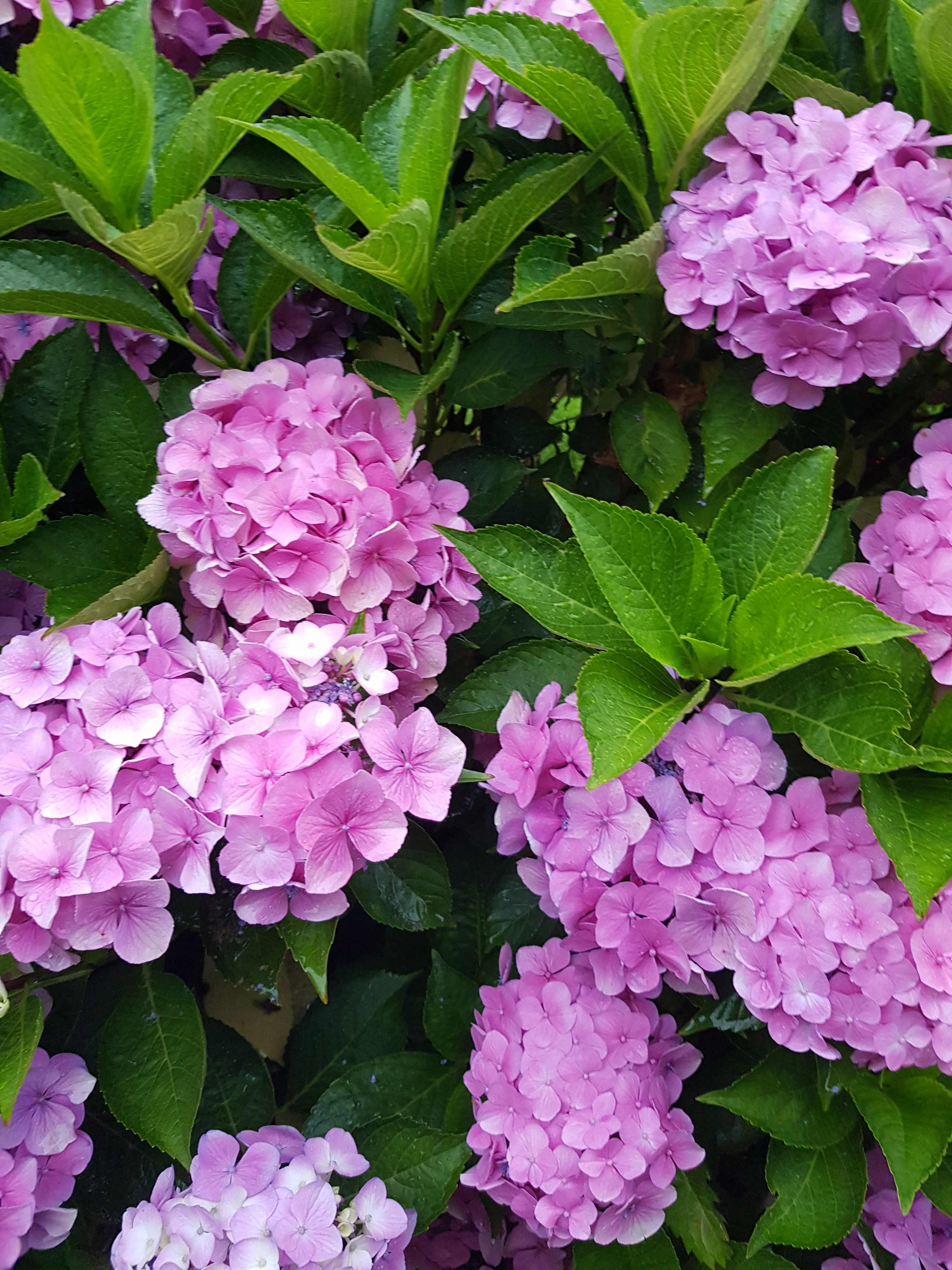 pink flowers with green leaves