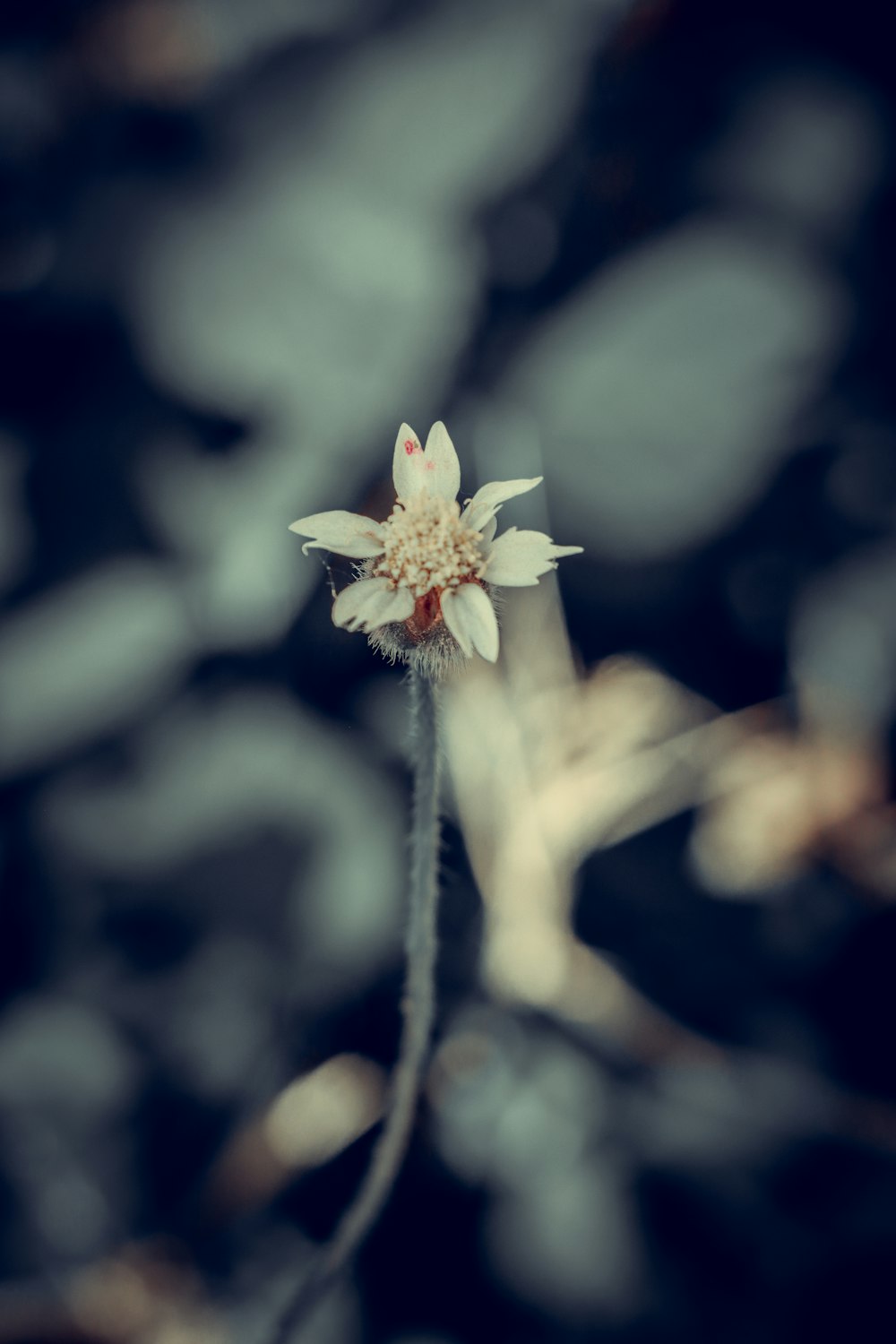 white flower with green leaves