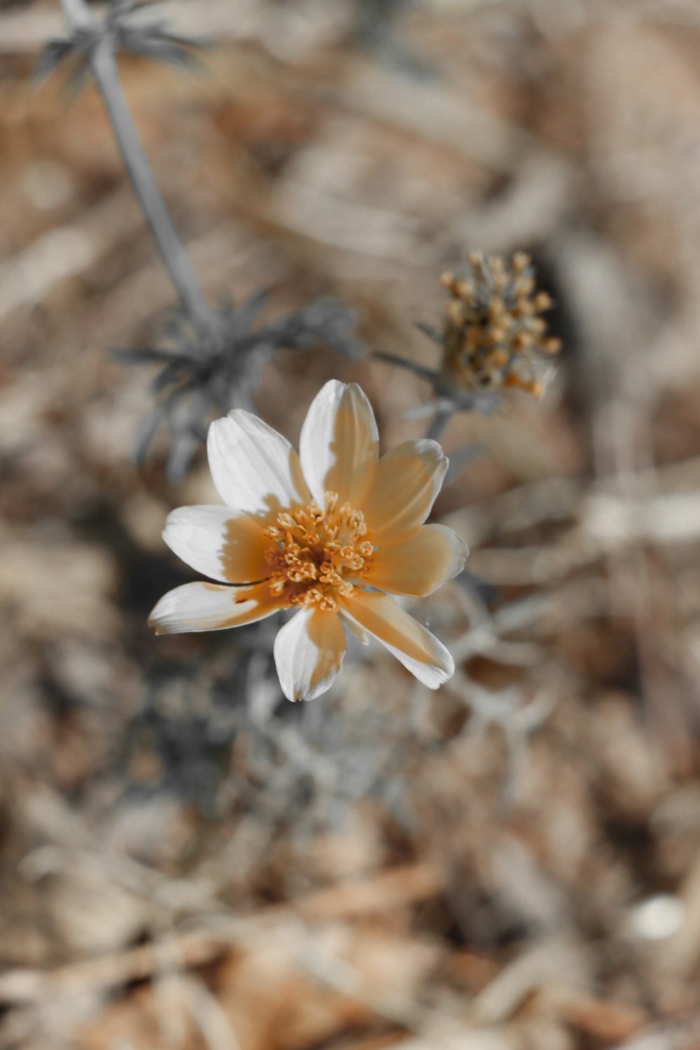 white and yellow flower in tilt shift lens