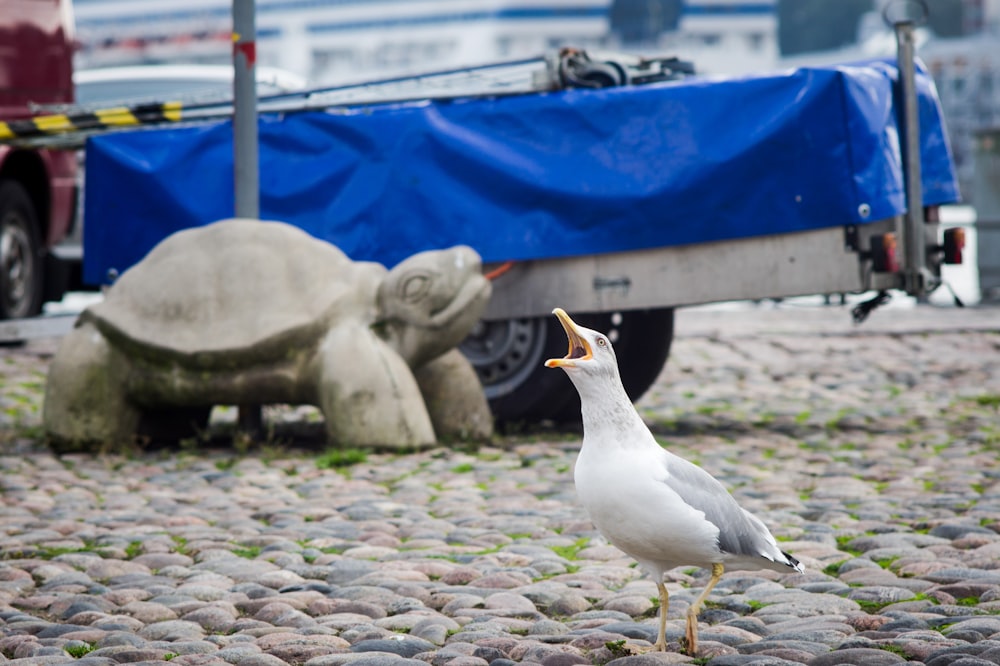 white duck on blue metal fence during daytime