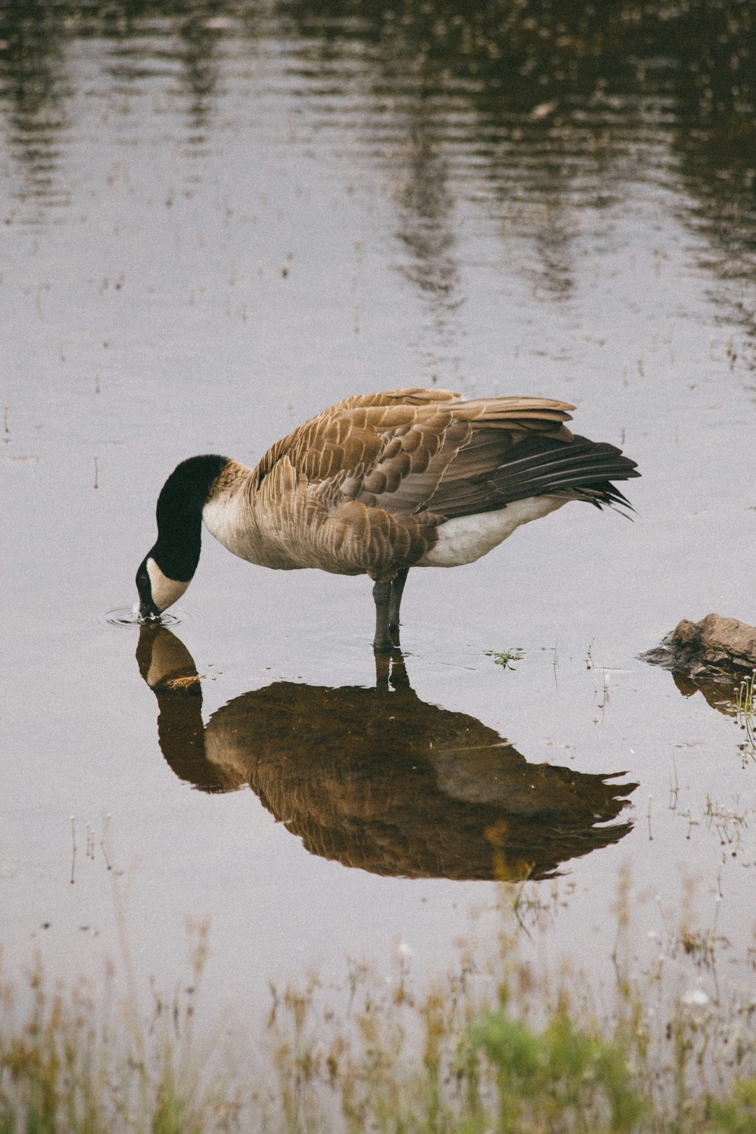 brown and black duck on water