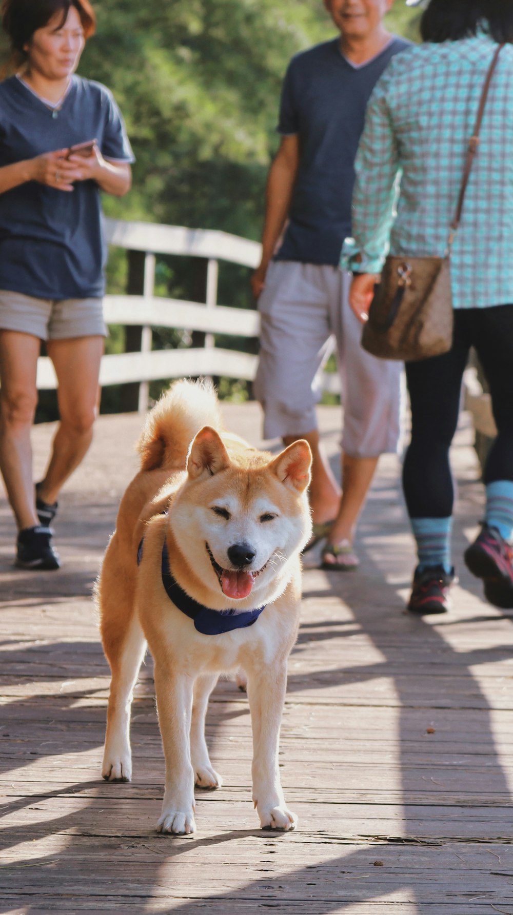 灰色のコンクリートの床に茶色と白の短いコートの犬