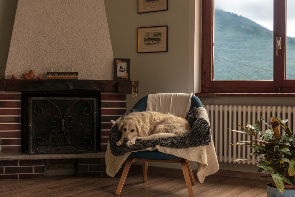 white long coated dog on white and brown wooden armchair