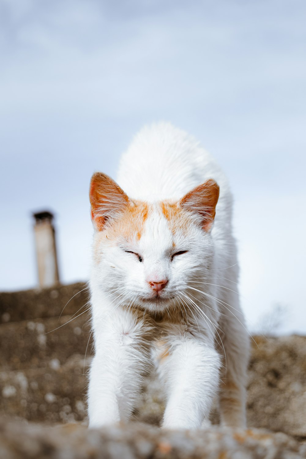 gato branco e laranja na superfície preta do concreto