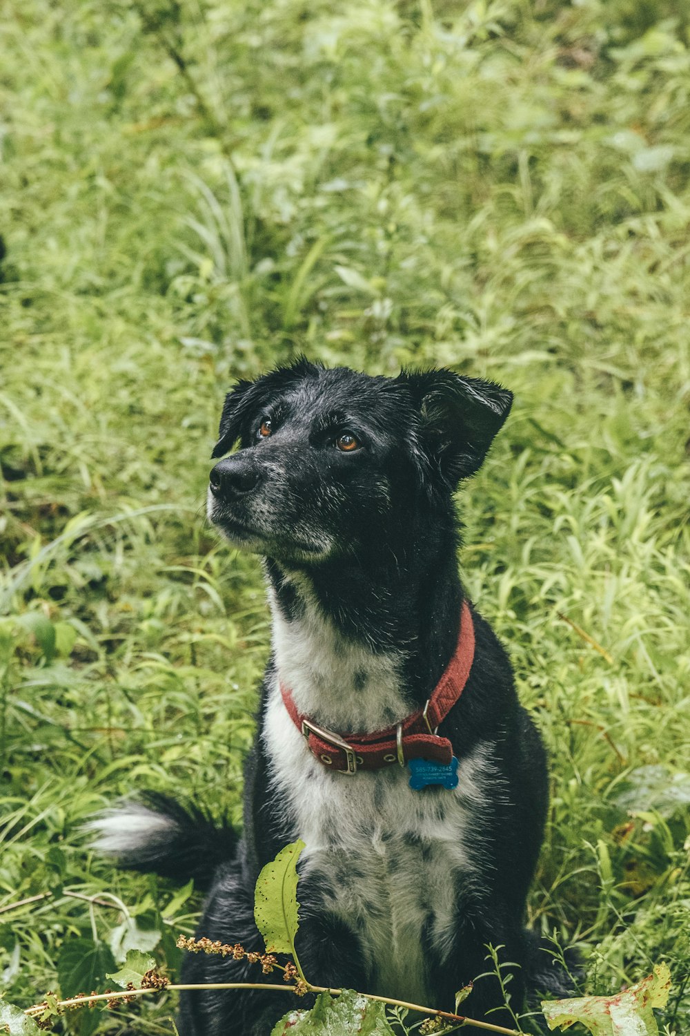 black and white border collie on green grass field during daytime