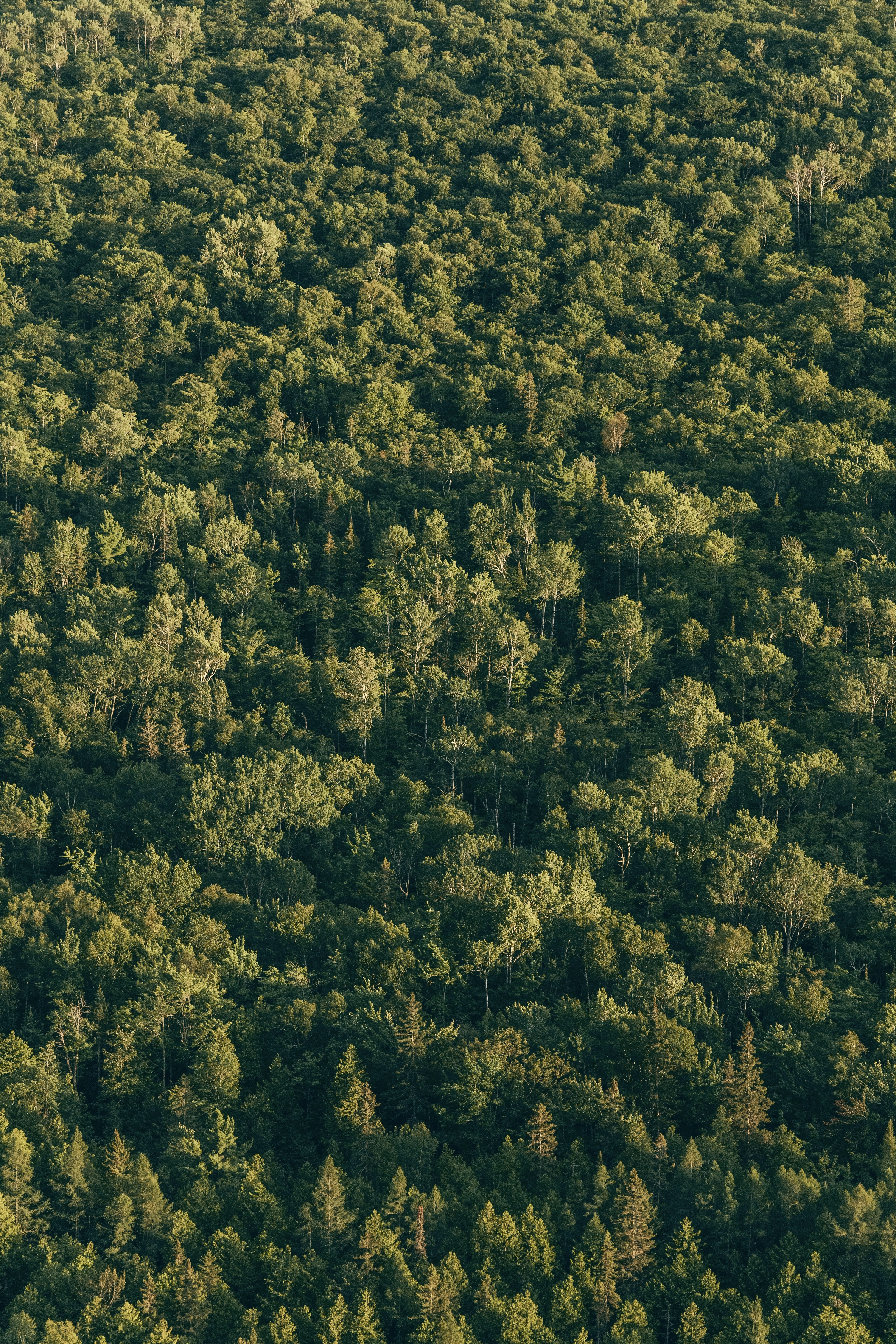aerial view of green trees during daytime