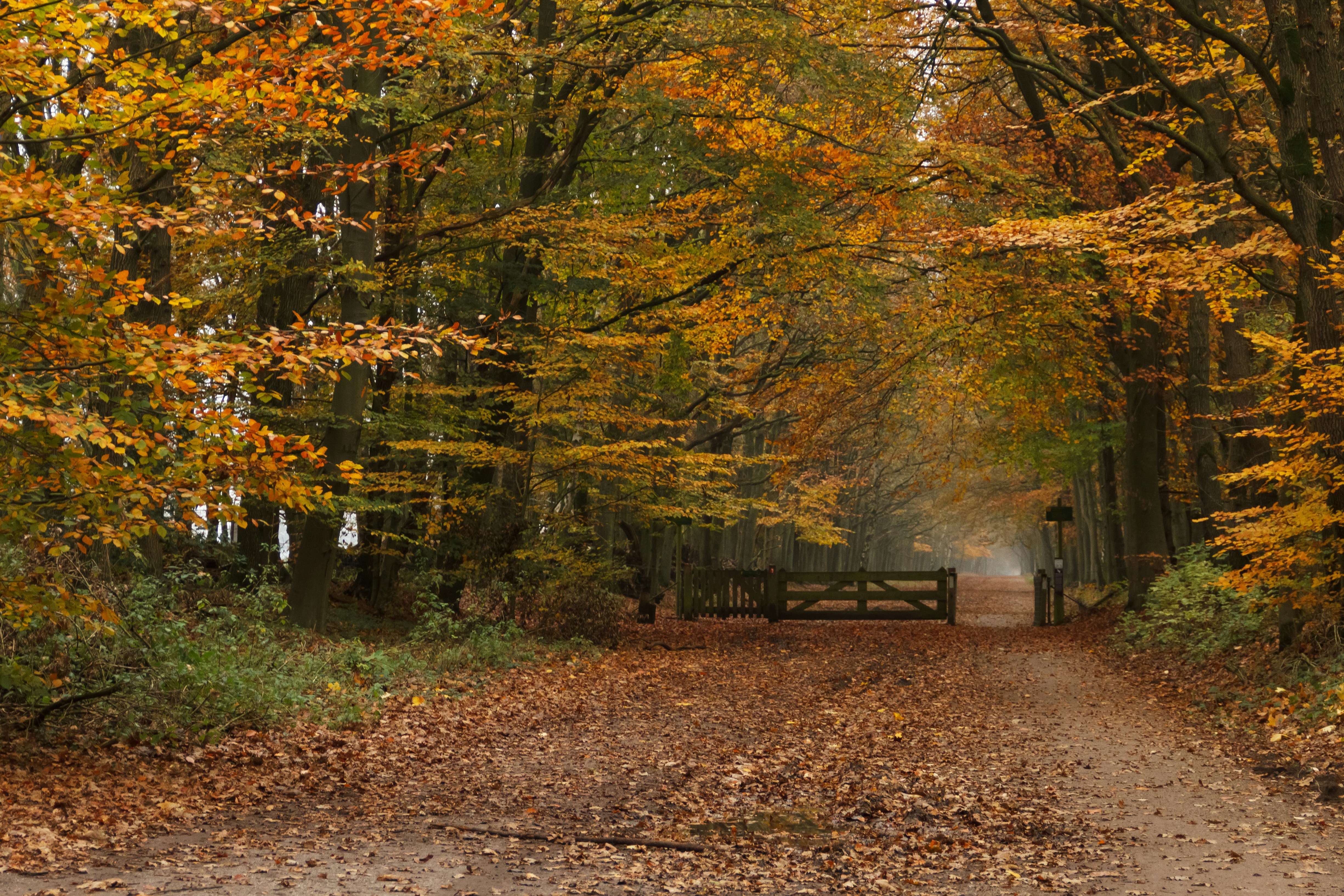 Lane and wooden gate in autumn woods. Fall has coloured the leaves of the trees in warm golden, orange and yellow colours. Goois Nature Reserve, Bussum, the Netherlands.