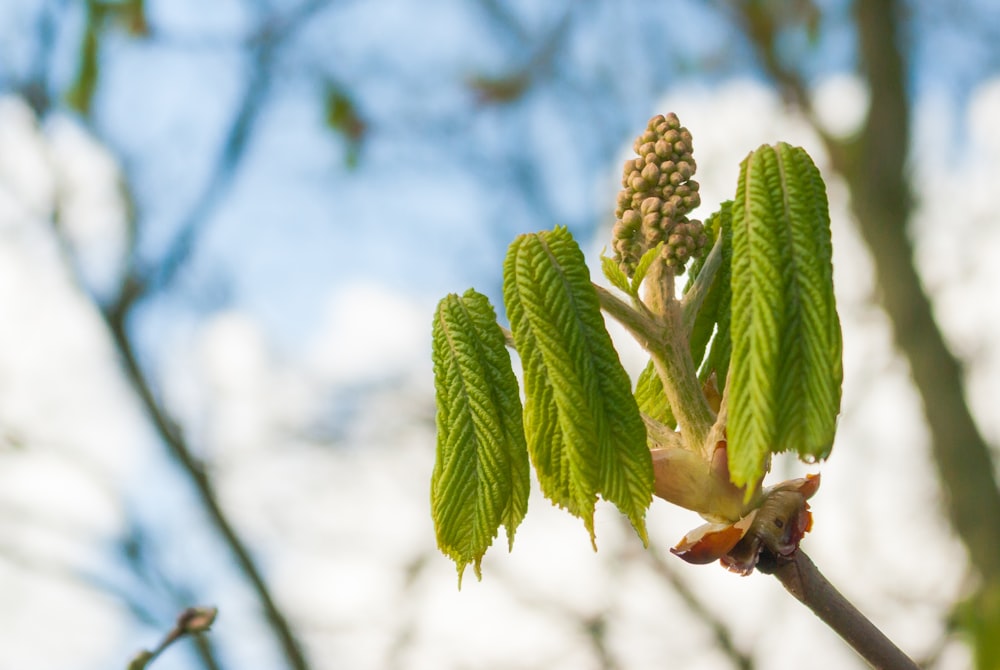 green plant with brown round fruits