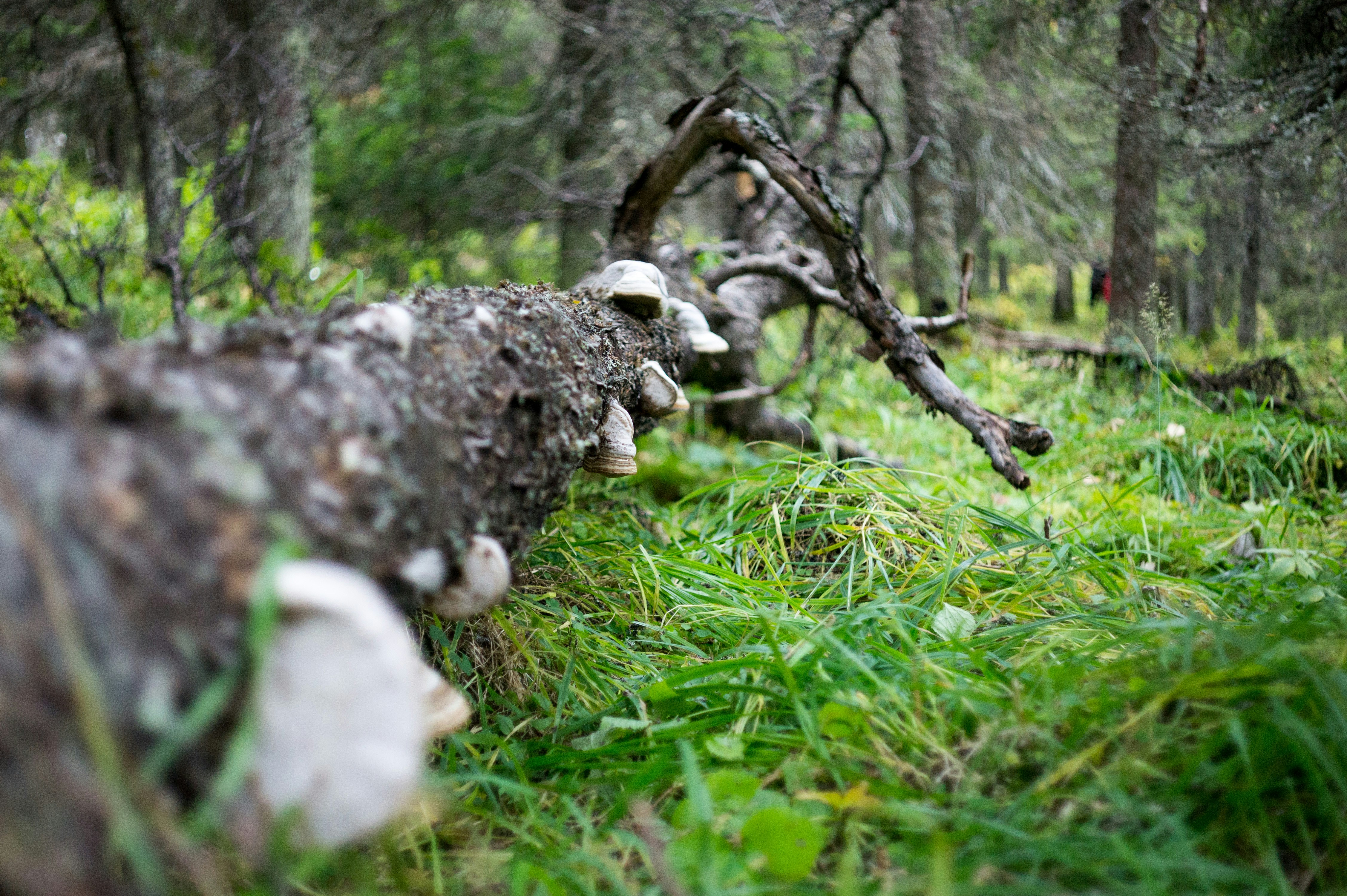 緑の芝生のフィールドに白と黒の岩の写真 Unsplashで見つけるキノコの無料写真