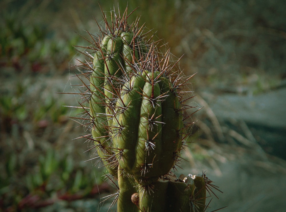 green cactus in close up photography