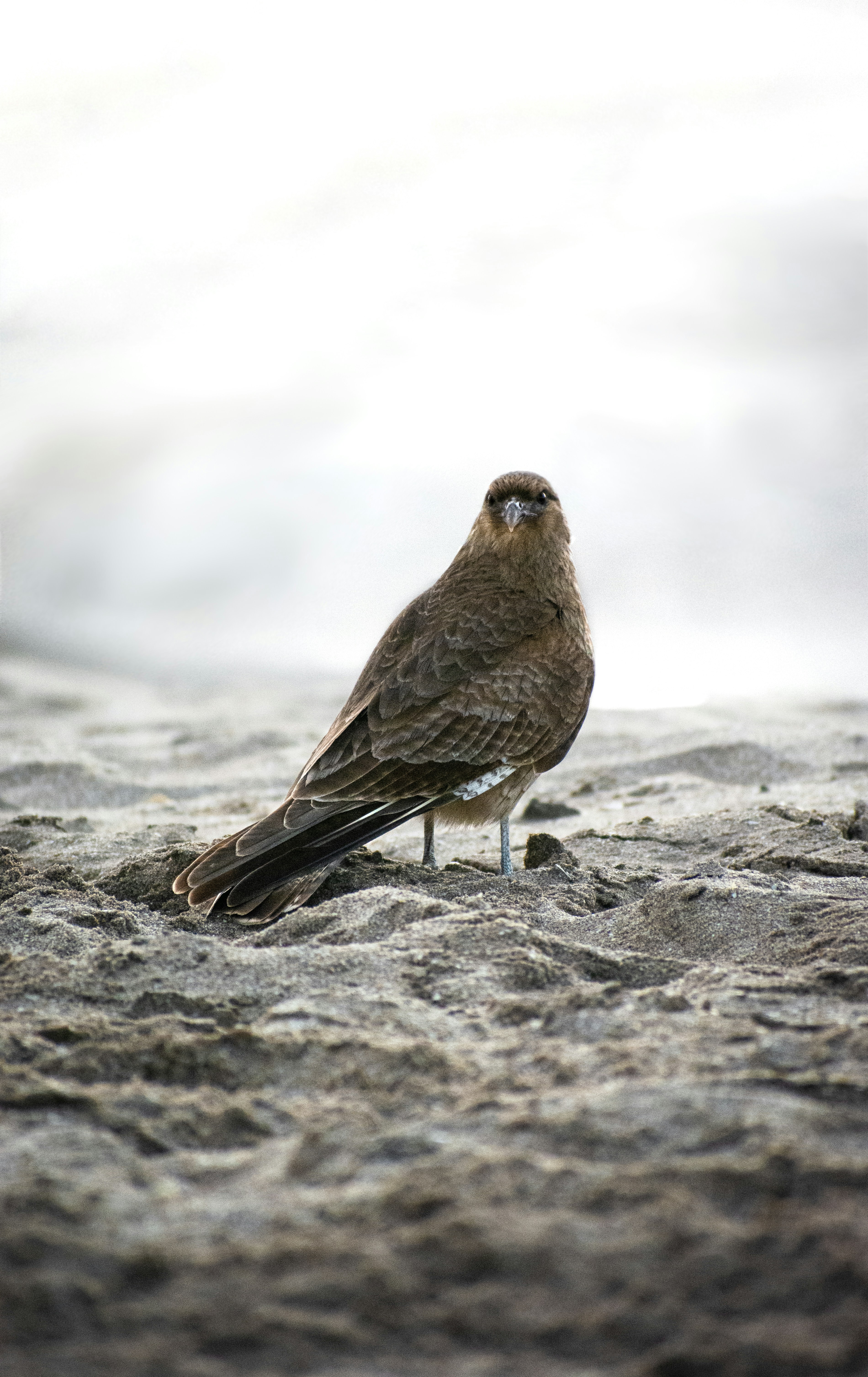 Photo by domiesharpin