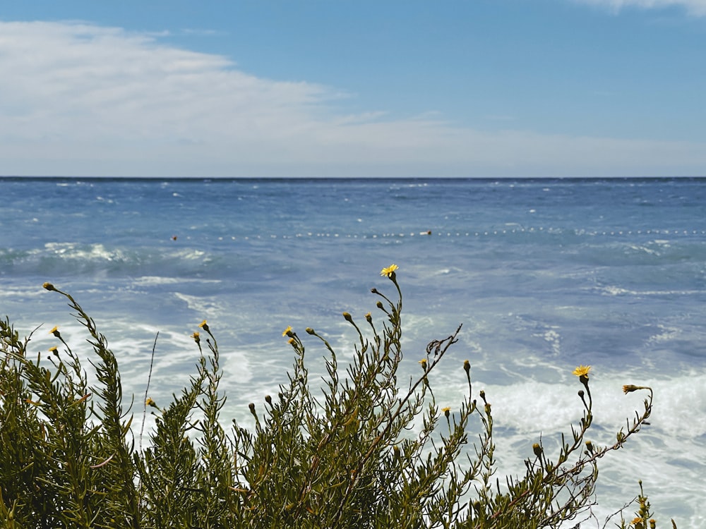 erba verde vicino allo specchio d'acqua durante il giorno