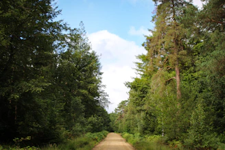 brown dirt road between green trees under blue sky during daytime