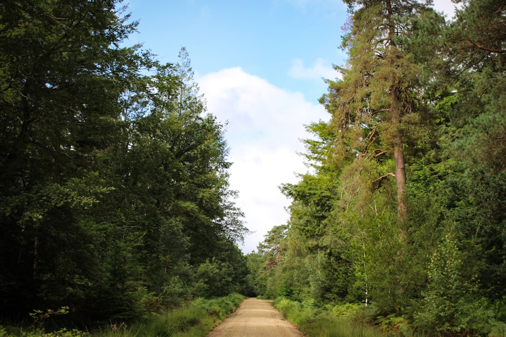 brown dirt road between green trees under blue sky during daytime