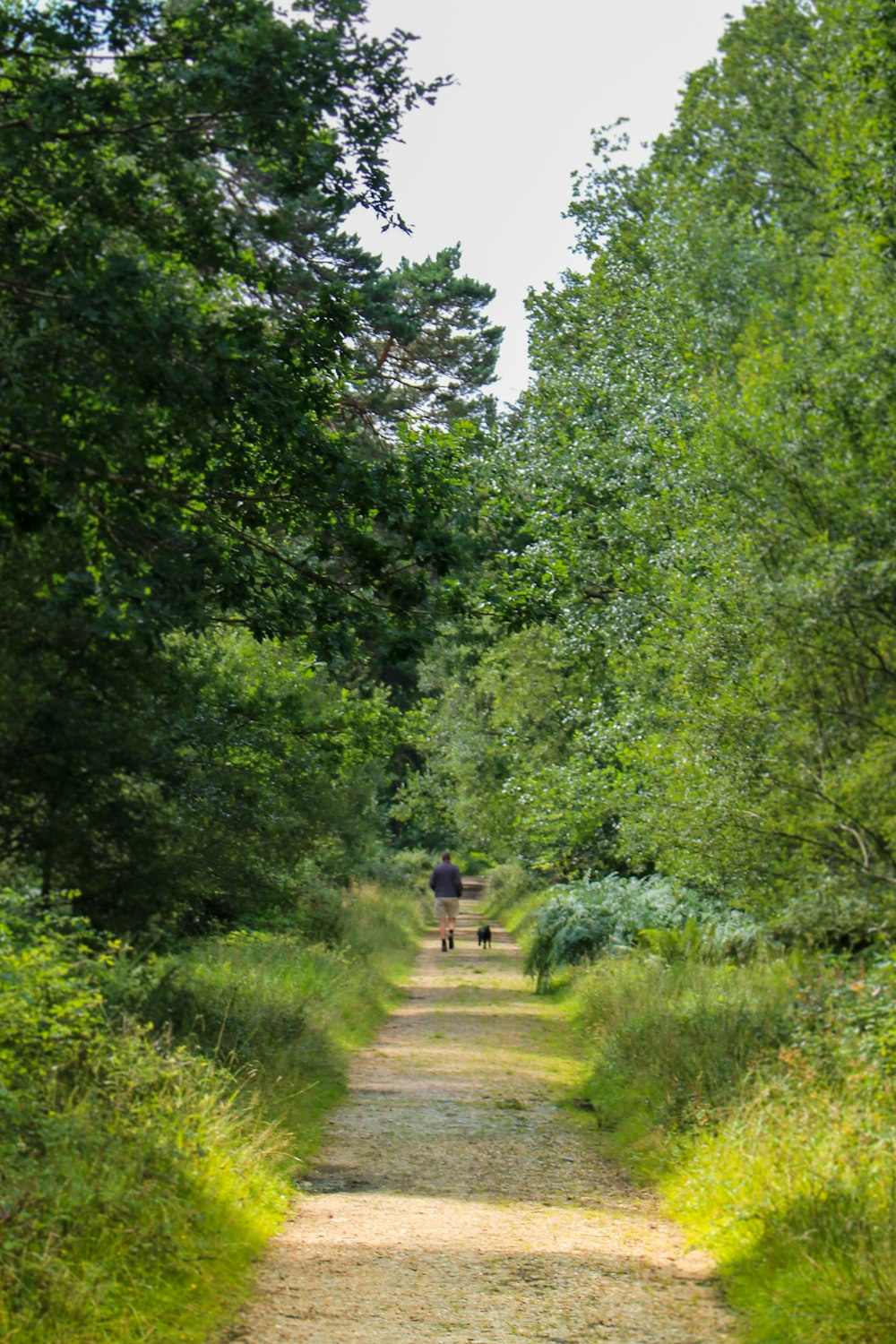 people walking on pathway between green trees during daytime