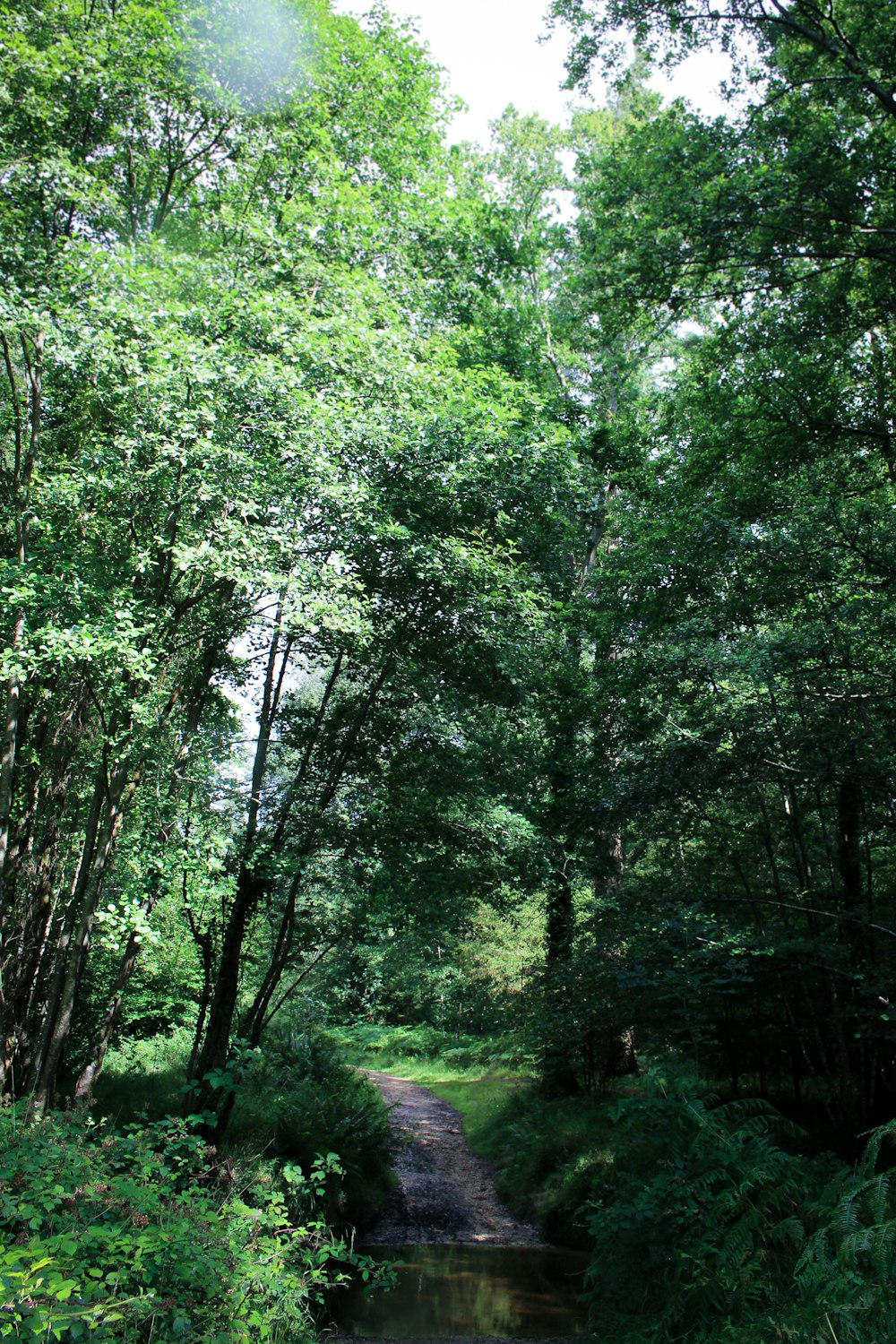 green trees and green grass during daytime