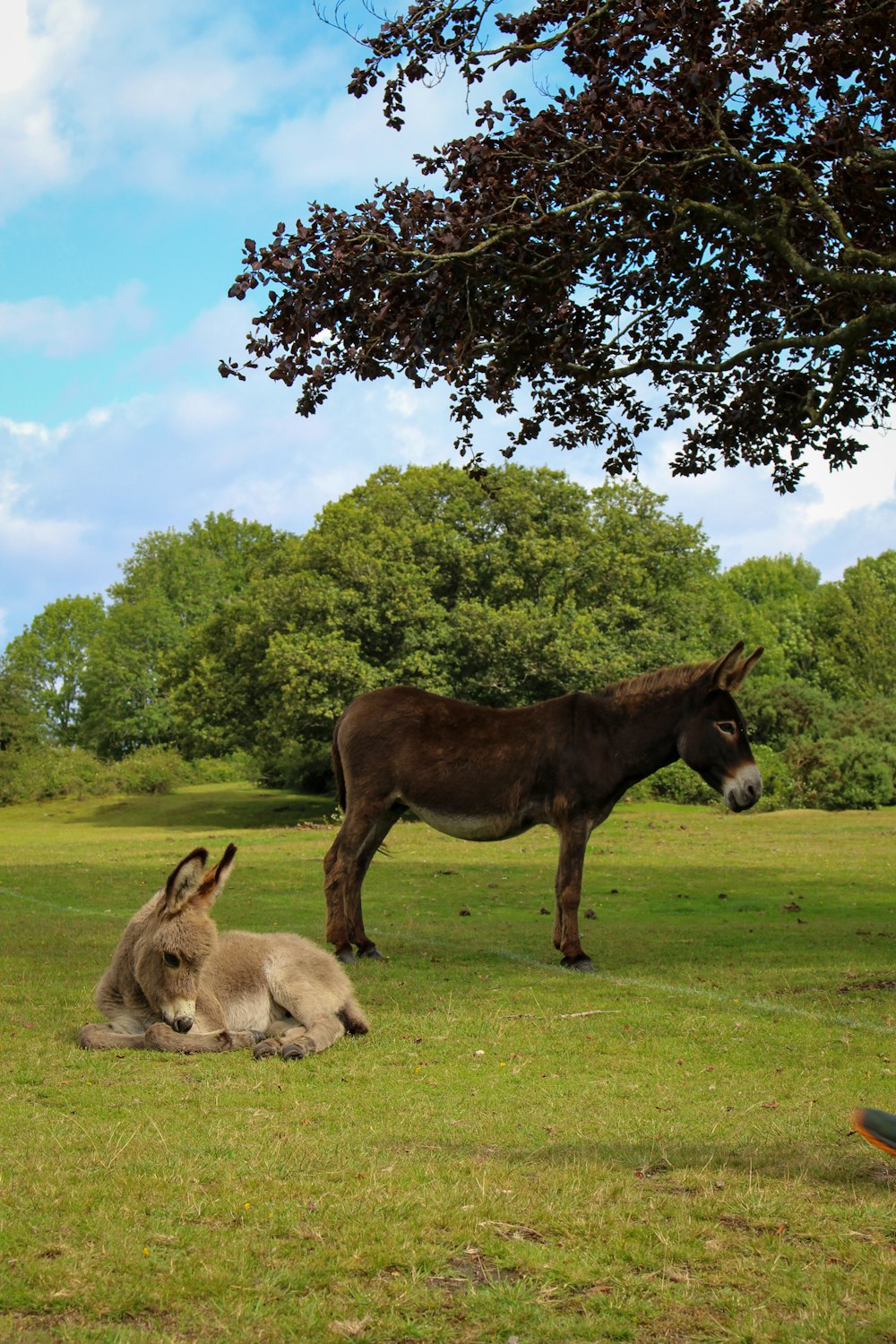 brown horse on green grass field during daytime