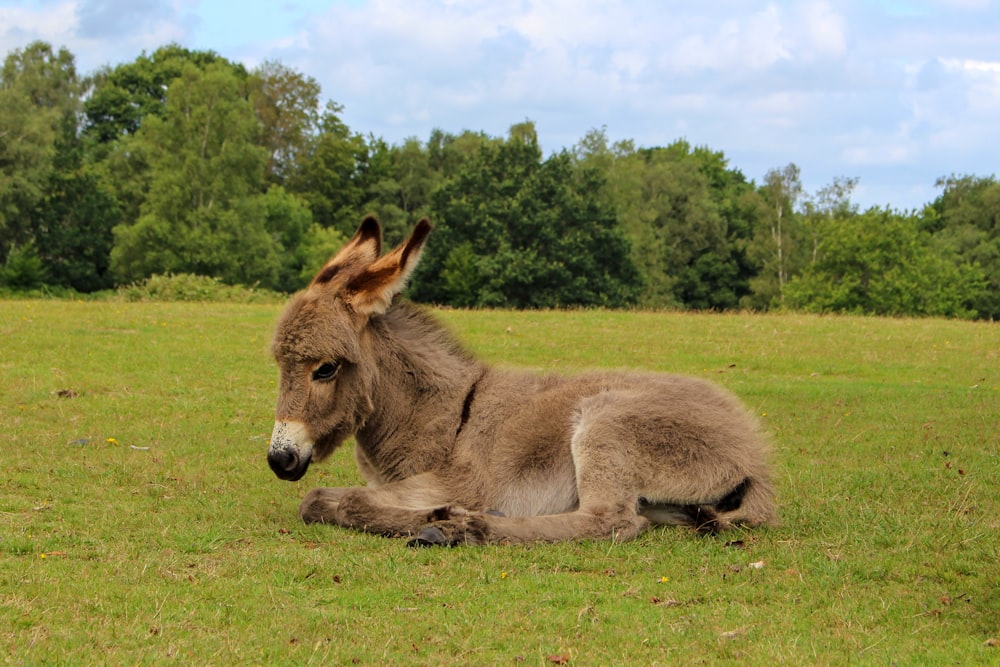 Braunes und weißes Pferd auf grünem Rasen tagsüber