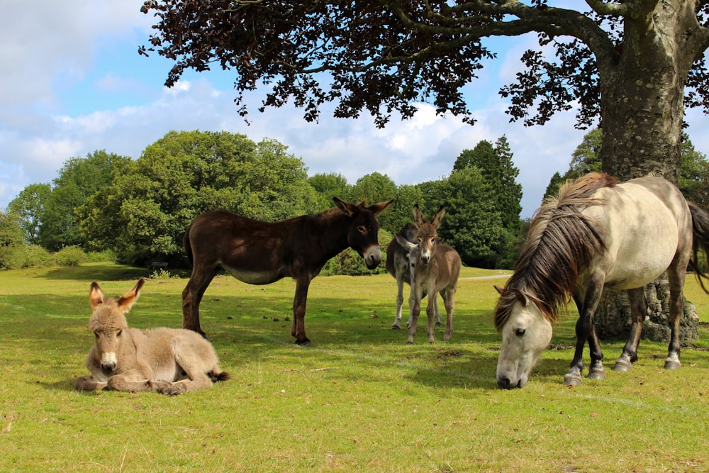 cheval brun et cheval blanc sur le champ d’herbe verte pendant la journée