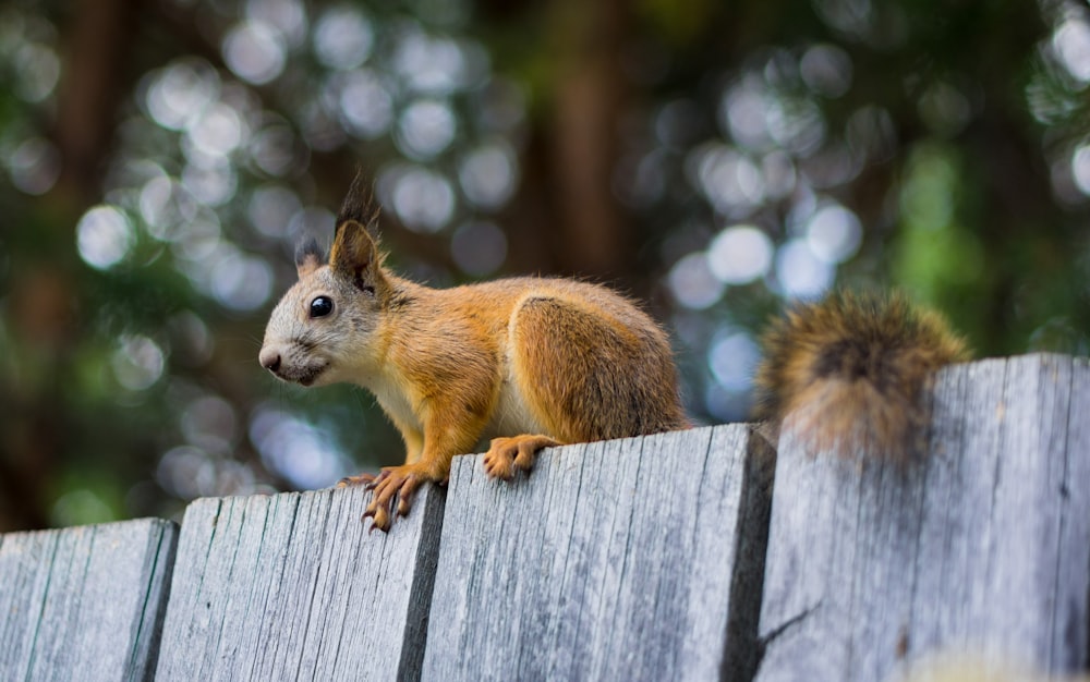 brown squirrel on brown wooden fence during daytime