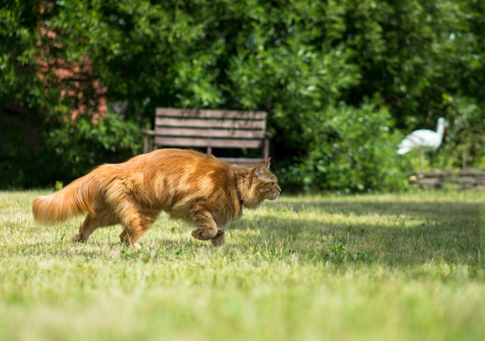 昼間、緑の芝生の上を歩くオレンジ色のぶち猫